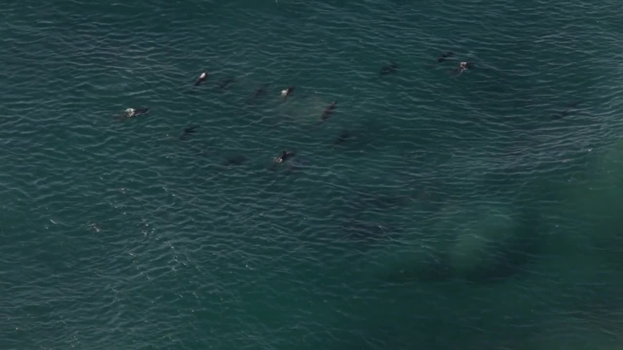 WS HA Pod of dolphins swimming near surface of water