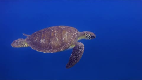 The turtle swims in the ocean