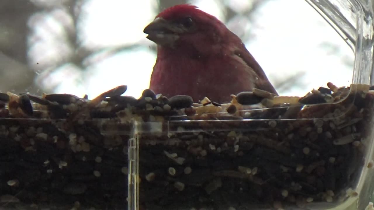 Purple Finch