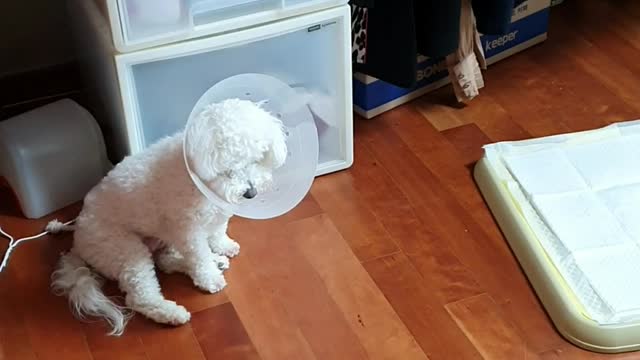 Adorable Puppy 3