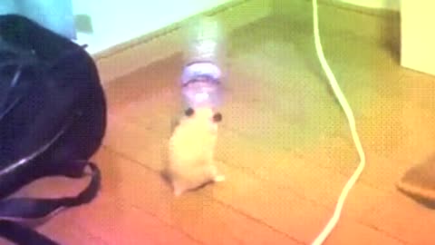 hammie boye