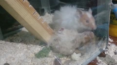 Hamsters playing