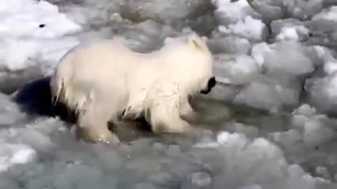 Baby Polar Bear's First Swim !!!!