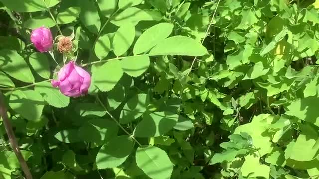 Beautiful flowers and grass, a gift from nature