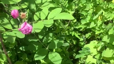 Beautiful flowers and grass, a gift from nature