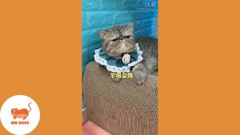 Must Watch Cute Cute Cute