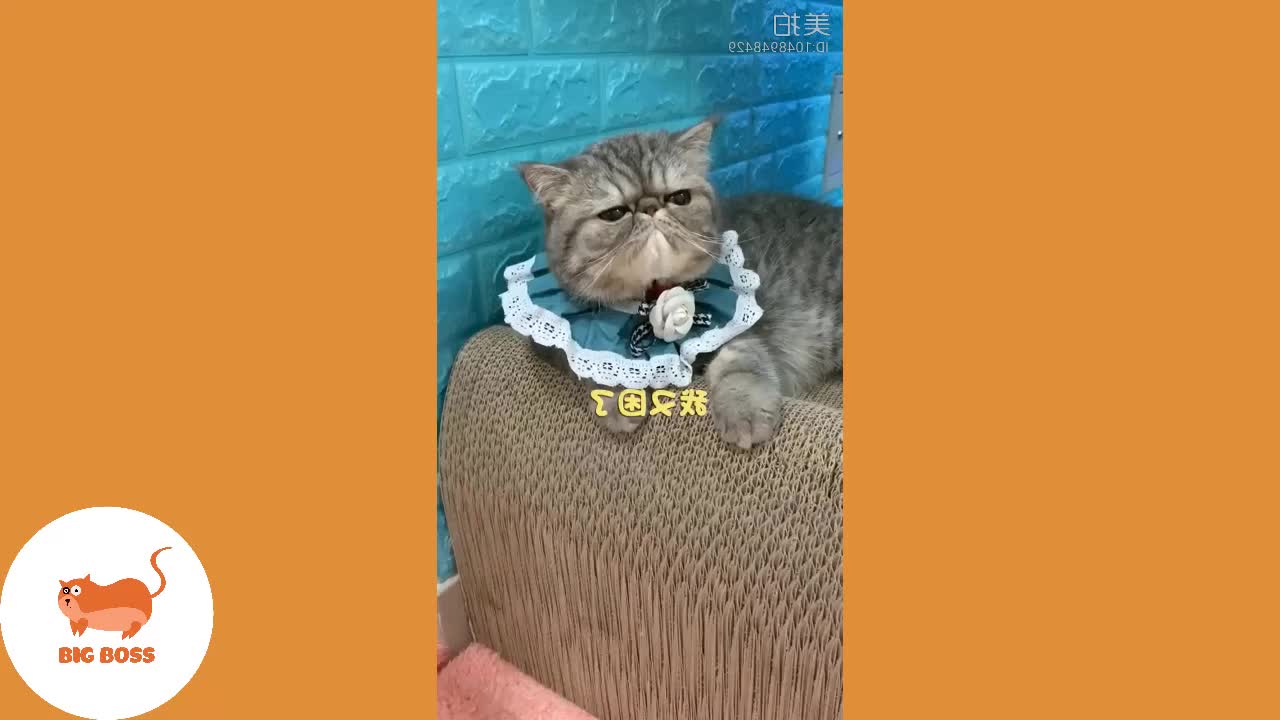 Must Watch Cute Cute Cute