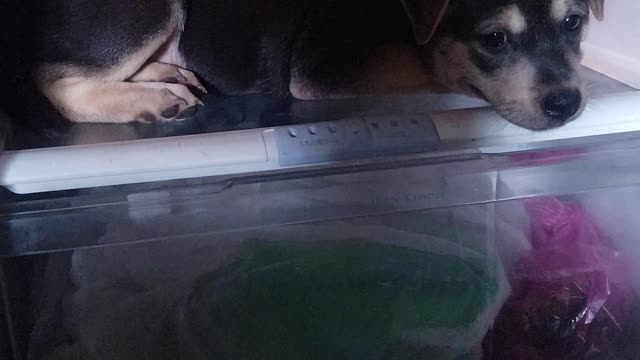 This Puppy Chills Off In The Most Unusual Place In The House