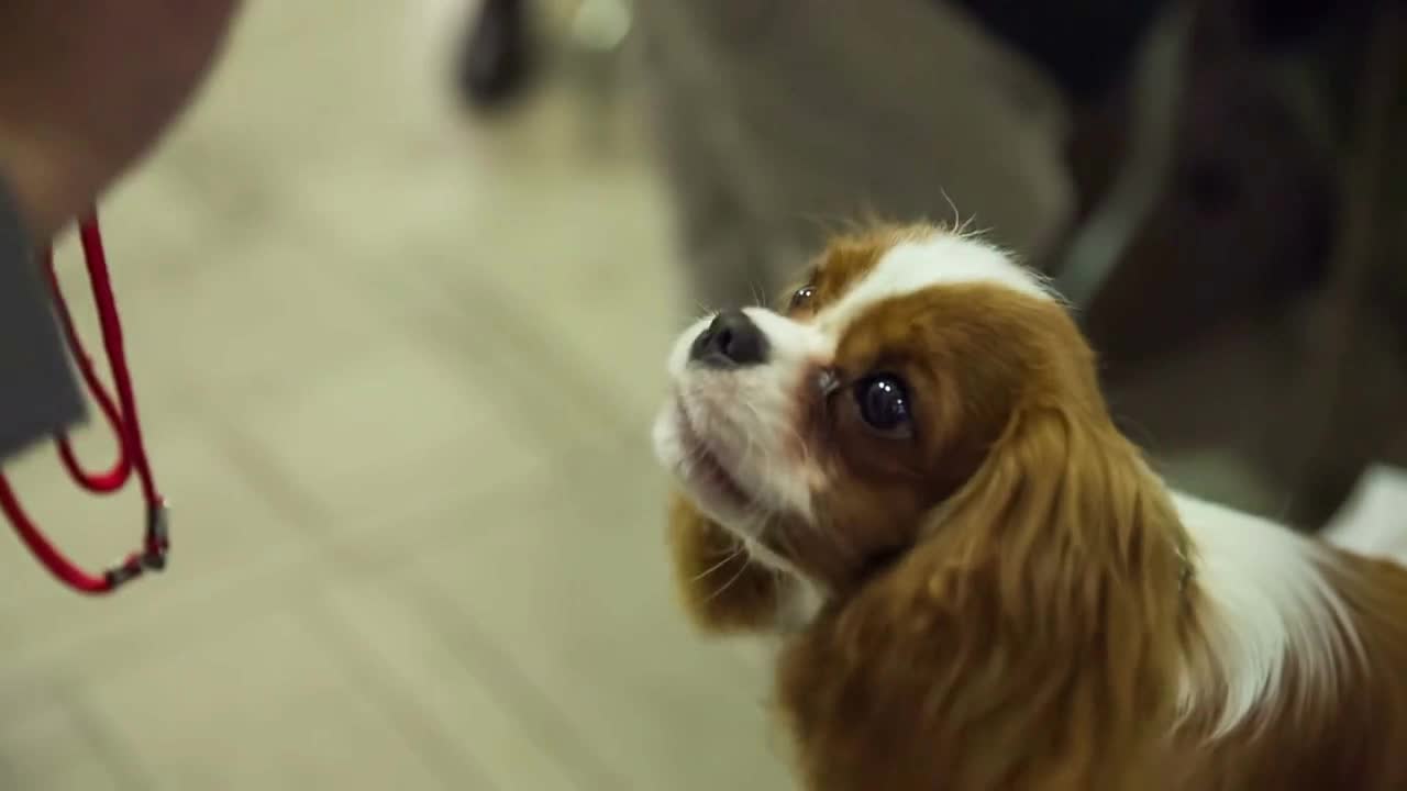 Feeding cute Cavalier King Charles Spaniels puppy