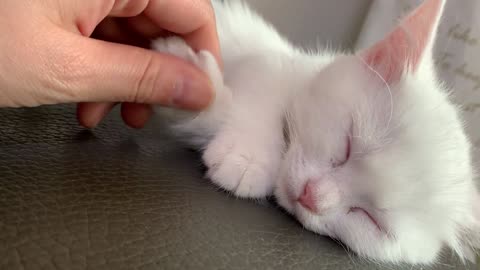 A cute cat sleeping on the sofa