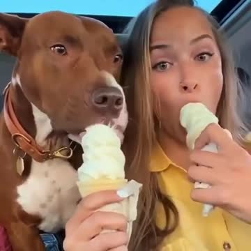 😍Cute and Funny Dog Compilation