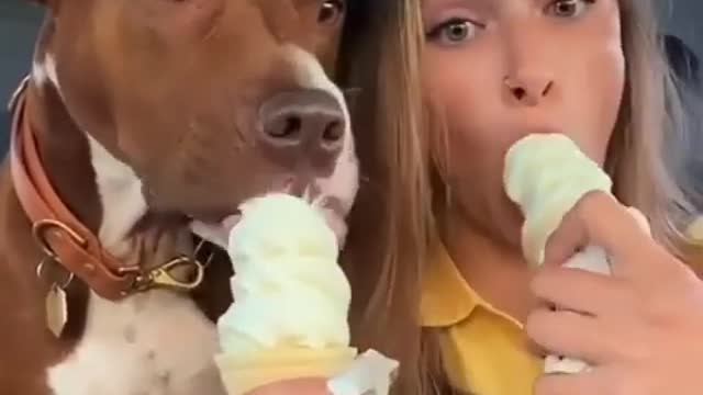 😍Cute and Funny Dog Compilation