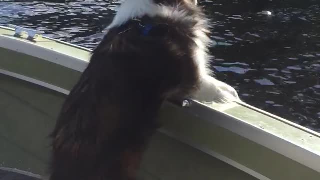 Navigating Sheltie