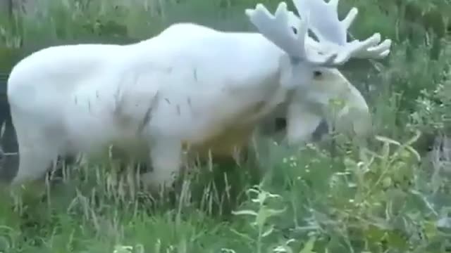 albino moose