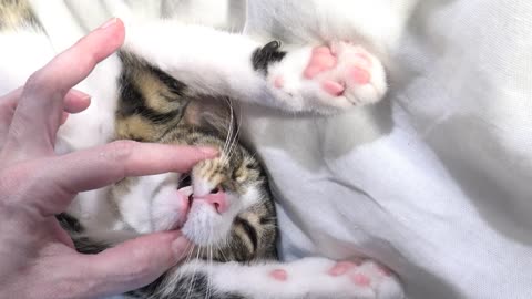 When the Little Cat Sleeps Tight