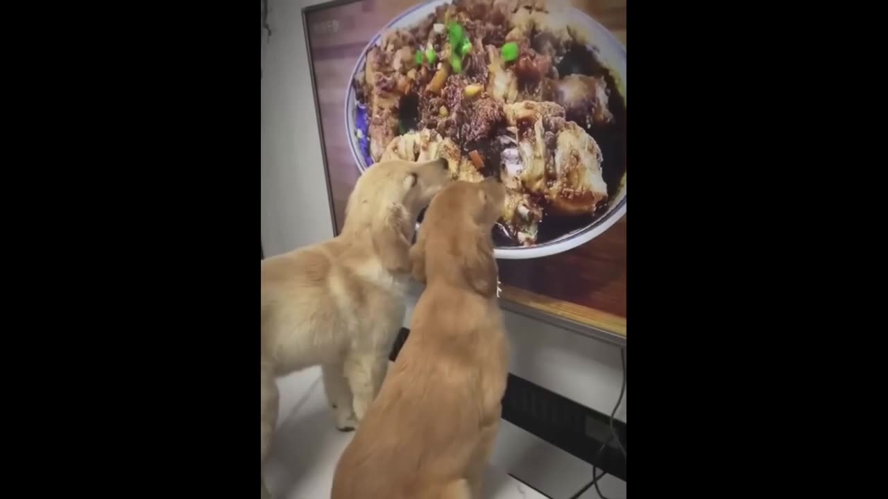 Funny Dogs And Cats Video 2024😅😂- Best funny animal videos