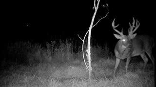 Big one eyed Iowa buck