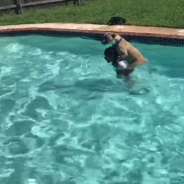 Little Boy Doggy Paddles in The Pool with Big Pup on His Back