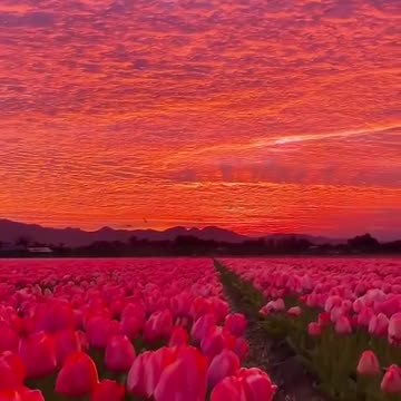Check out the reds in the sunset over this beautiful tulip field!