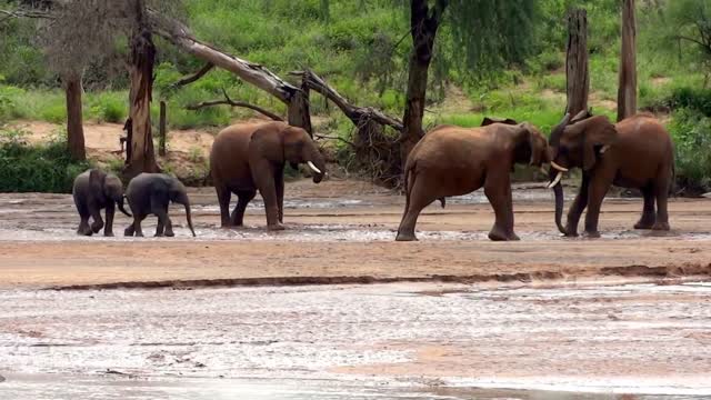 Lost Elephant Babies