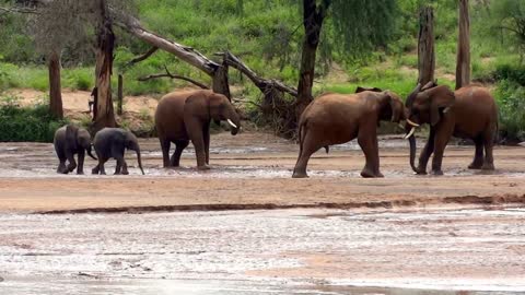 Lost Elephant Babies