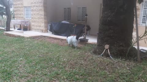 The cat Oreo inspects the house of her unborn children