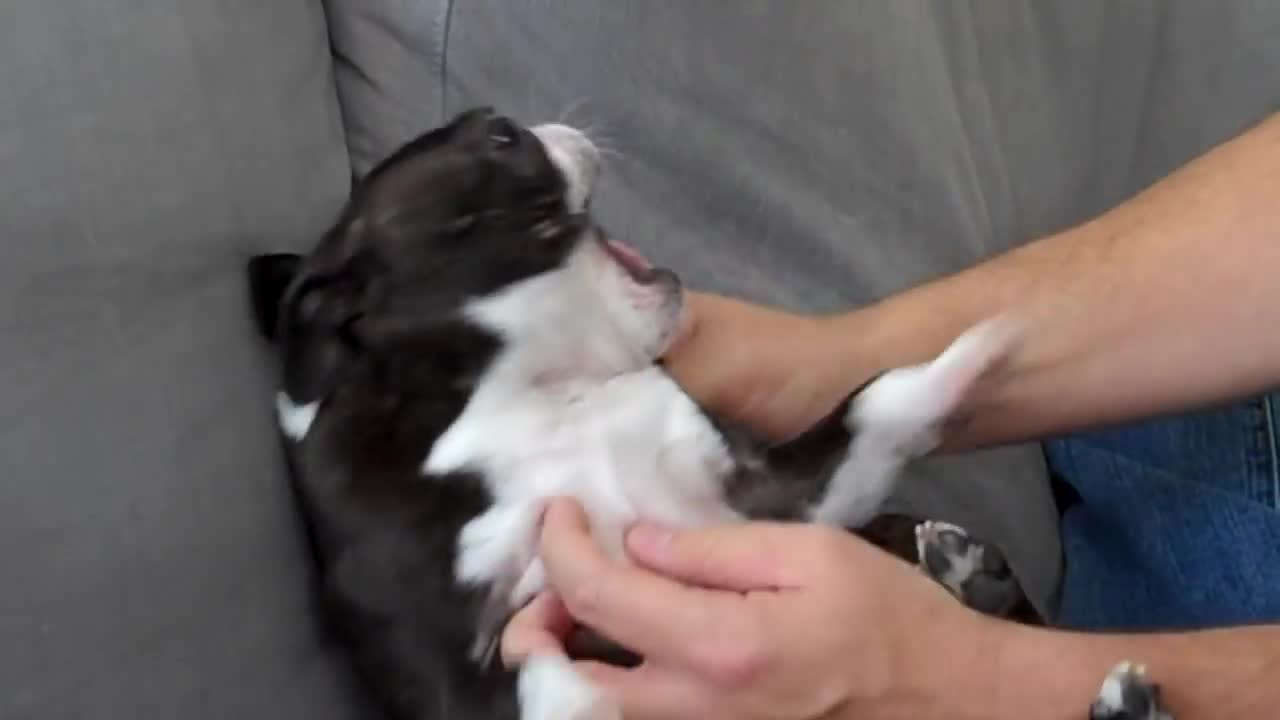 Bizarre Boston Terrier makes alien noises during playtime