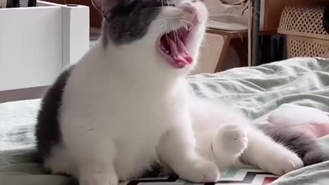 Cat video-cute cat video-funny cat video #shorts #beautiful #animal #sweet #amazing #song #cat