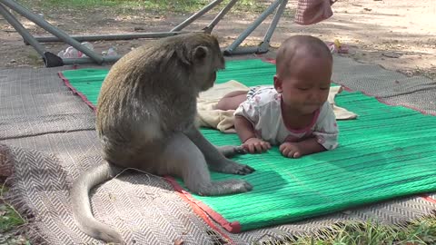 OMG! MONKEY BABYSIT BABY.