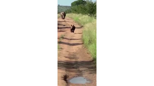 baby rhino happy moment