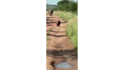 baby rhino happy moment