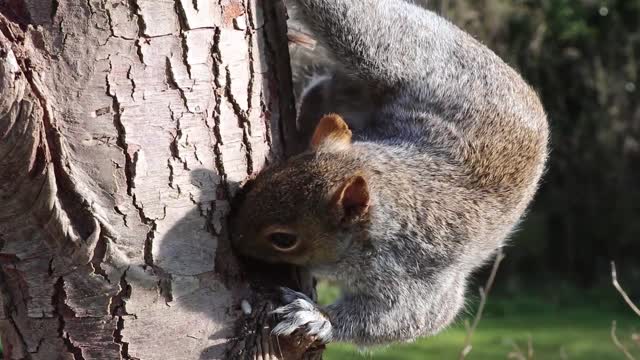 Grey squirrel feeding on a tree