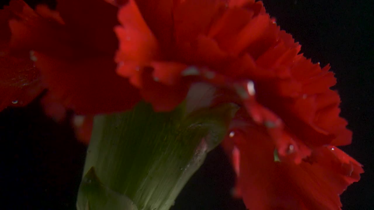 Red flower underwater