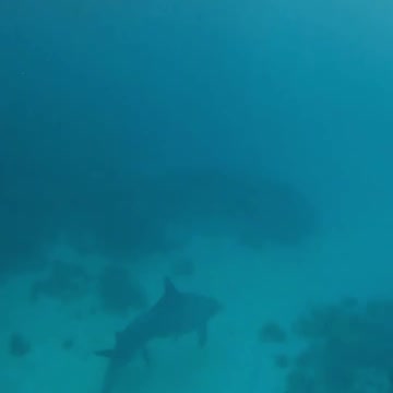 Fish Swimming In The Sae #Fish_Swimming_In_The_Sea#animals_Nuture #tortoise #Recpect