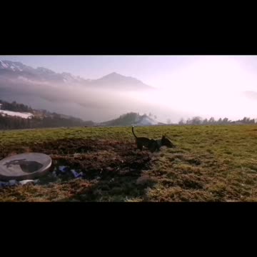 Bullterrier vs Amstaff running Fast in mountains