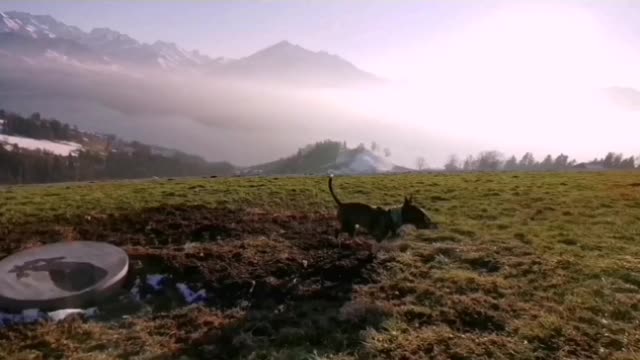 Bullterrier vs Amstaff running Fast in mountains