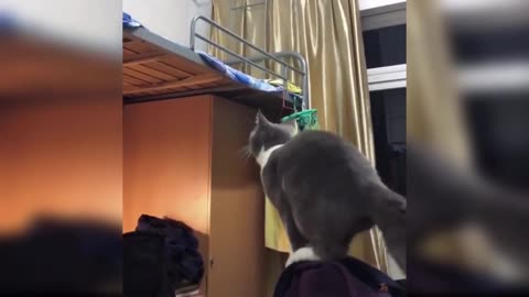 Cat failed to jump