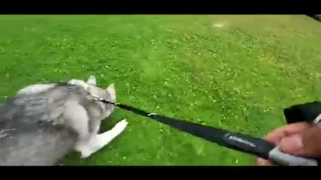 Using a wild Deer to train a stubborn siberian Husky. Watch the reactions.