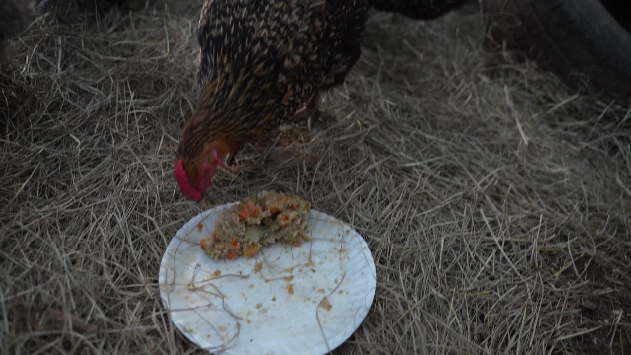 Hens get a homemade frozen "noodle and veg surprise" block.