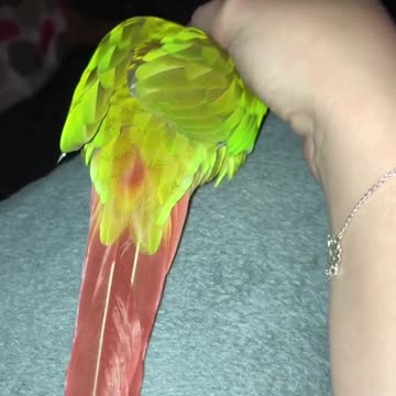 Bird Loves His Owner Soo Much