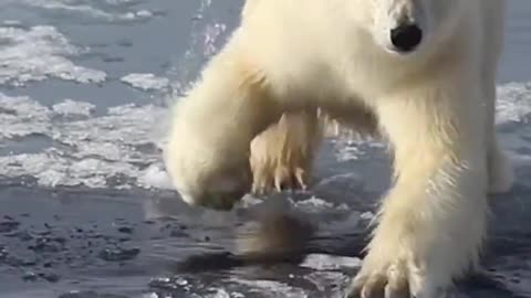 The polar bear