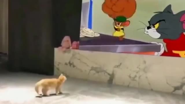 Kitty thinks Jerry gonna punch him next
