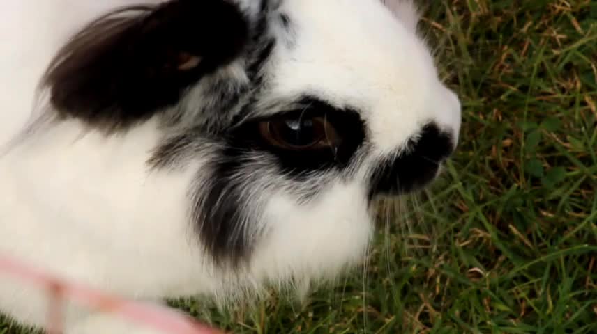 A black and White rabbit.