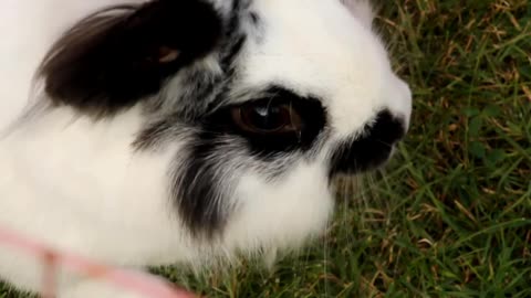 A black and White rabbit.