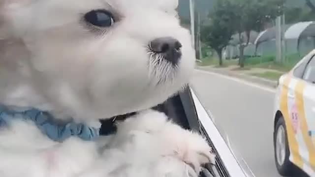 A puppy who likes to go out the window.