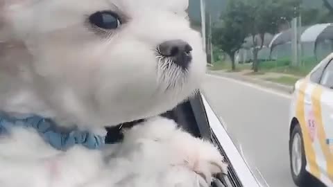 A puppy who likes to go out the window.