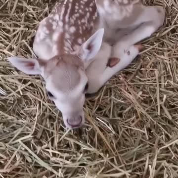 New baby deer in the zoo.