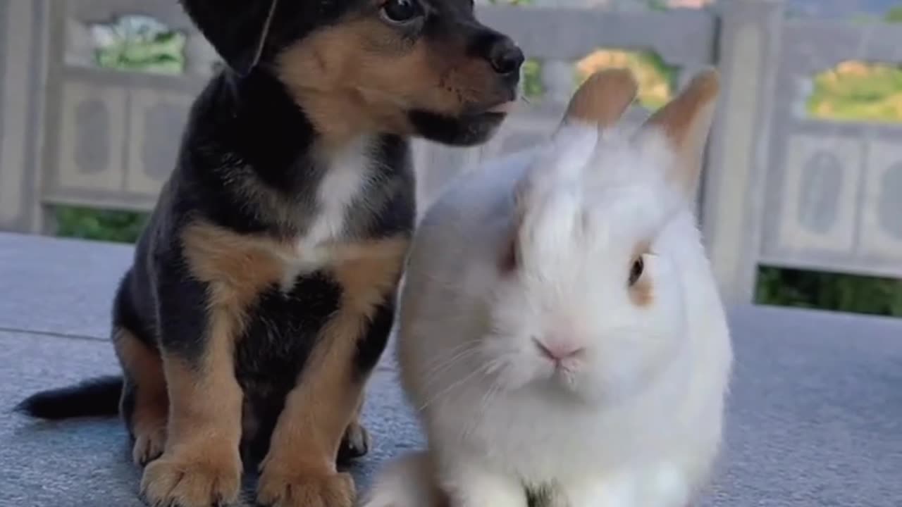 Puppy 🐶 and 🐇 rabbit