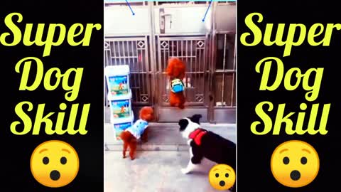 Outstanding Dogs Skill 😯😯😳 You must watch it .