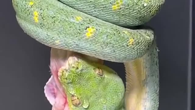 Green Tree Python having a meal.